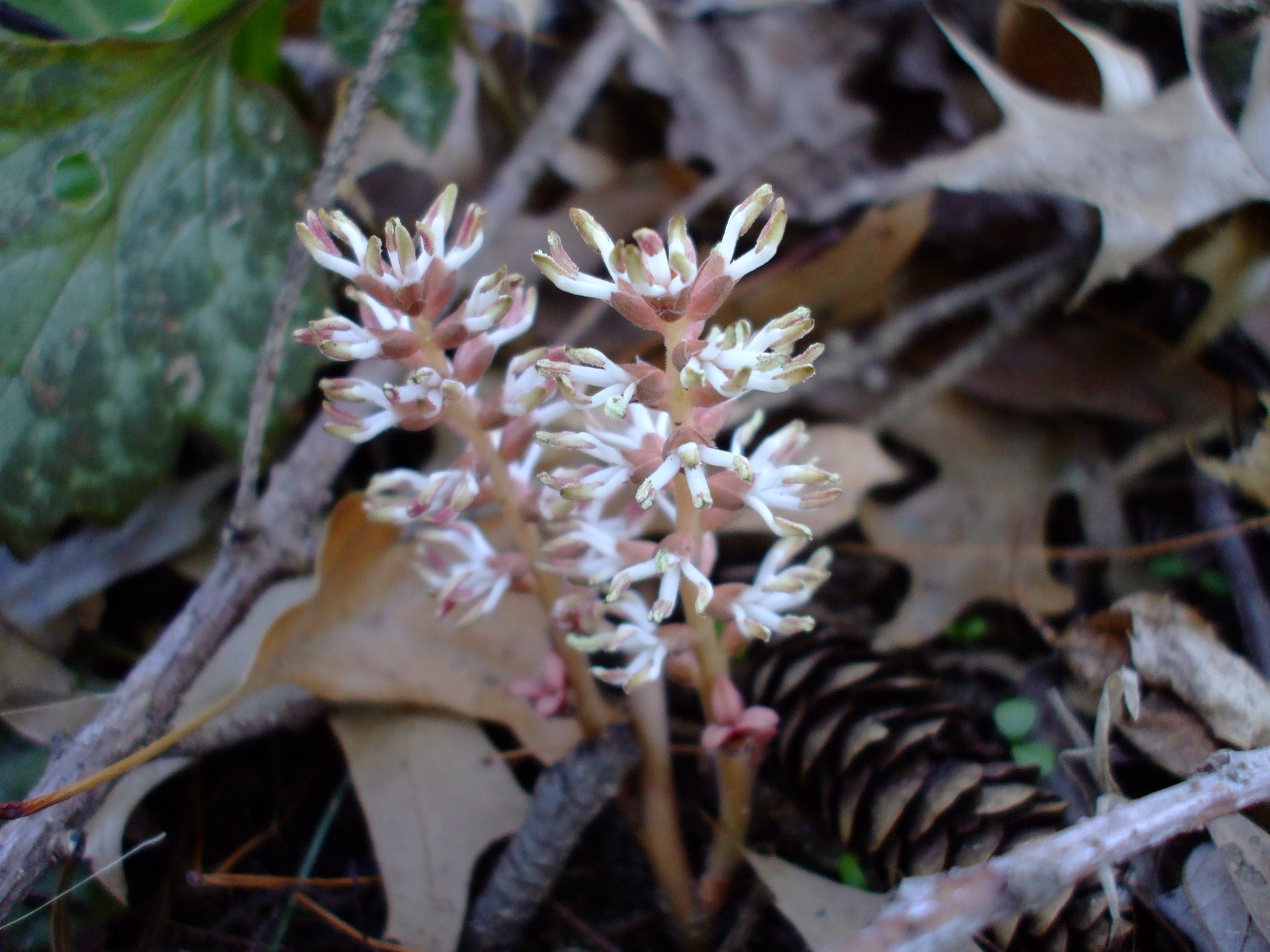 Pachysandra procumbens